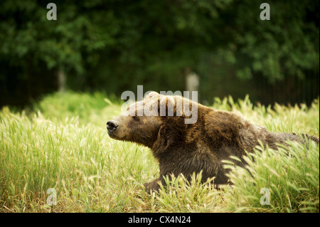 Kodiak Grizzly Bear. Die Olympischen Spiel Farm. Sequiem, Olympic Peninsula, Washington State, USA Stockfoto