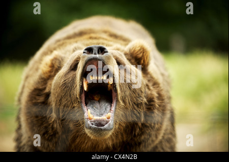 Kodiak Grizzly Bear. Die Olympischen Spiel Farm. Sequiem, Olympic Peninsula, Washington State, USA Stockfoto