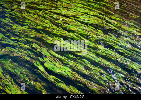 Longleaf Laichkräuter (Potamogeton Nodosus) schwebend in Allier Flusses aktuelle (Allier - Auvergne - Frankreich). Potamots Noueux. Stockfoto