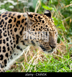 Porträt-Kopfschuss von Erwachsenen Amur Leoparden Panthera Pardus Orientalis Stockfoto