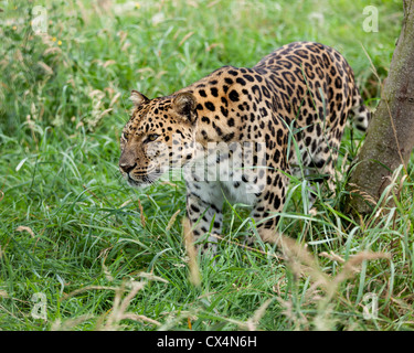 Amur-Leopard schlich durch lange Grass Panthera Pardus Orientalis Stockfoto