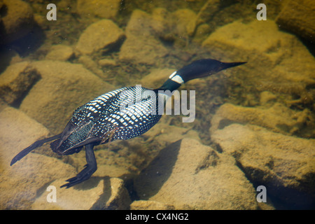 Ein Great Northern Diver oder gemeinsame Loon (Gavia Immer) Tauchen für Lebensmittel in einem See in der Nähe von Jasper, kanadischen Rocky Mountains. Stockfoto