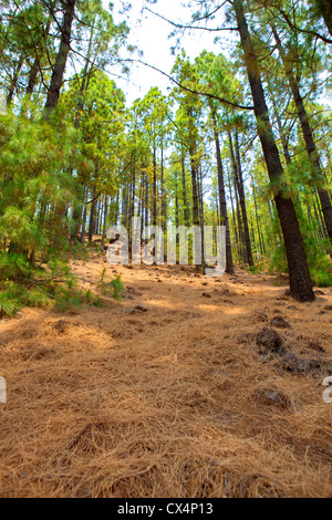 Arafo Corona Forestal im Teide Nationalpark auf Teneriffa mit kanarischen Kiefern Stockfoto