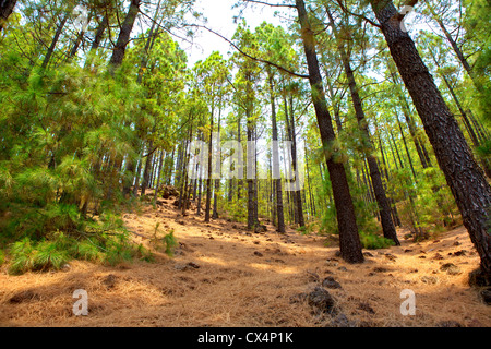 Arafo Corona Forestal im Teide Nationalpark auf Teneriffa mit kanarischen Kiefern Stockfoto