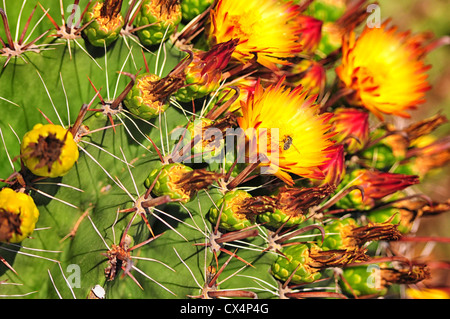 Lebendige Blüte ein Arizona Barrel Kaktus mit einer Biene in der Blüte Stockfoto