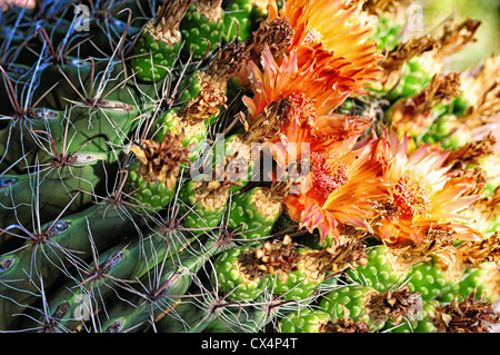 Kaktus Blüte im Herbst Stockfoto