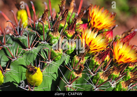 Herbst-Blüte der Fische Haken Barrel Cactus in Arizona Stockfoto