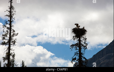 Juvenile Fischadler (Pandion Haliaetus) in einem Nest zu flügge, kanadischen Rocky Mountains. Stockfoto