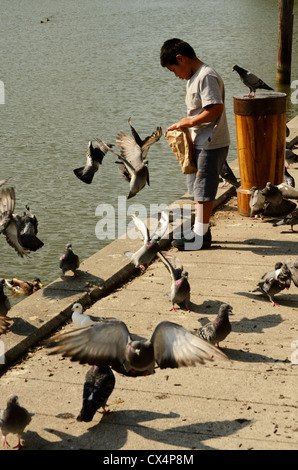 Junge Tauben am Erie-Kanal füttern Stockfoto