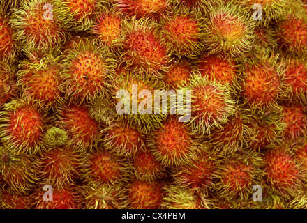 Haarige Rambutans aus Südostasien eine Frucht mit einer haarigen Schale und süßem, cremigen, essbaren Fruchtfleisch Stockfoto