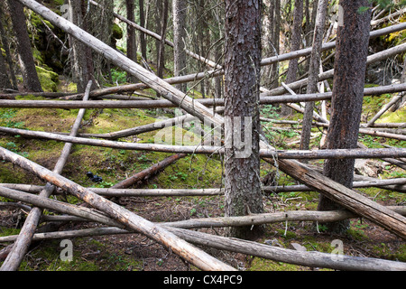 Baumstämme in Johnsons Canyon, Bamff Nationalpark, Kanadische Rockies gefallen. Stockfoto