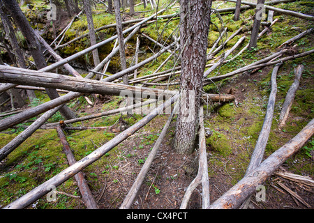 Baumstämme in Johnsons Canyon, Bamff Nationalpark, Kanadische Rockies gefallen. Stockfoto