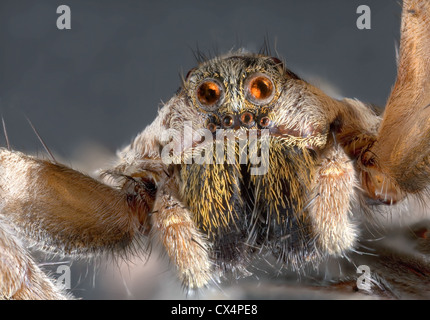 Ultra Makro-Shooting der Wolf springt Spider Stockfoto