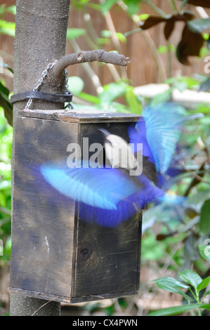 Blau-bellied Roller (Coracias Cyanogaster) Stockfoto