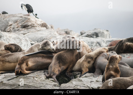 Eine Gruppe oder Reihe von Seelöwen auf einer Insel in Argentinien in der Nähe von Ushuaia Stockfoto