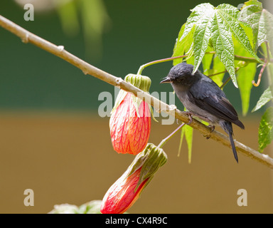 Männliche Schiefermineralität Flowerpiercer (Diglossa Plumbea) thront auf Stamm in Savegre, Costa Rica, Zentralamerika. Stockfoto