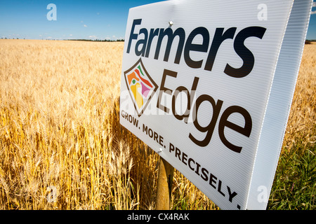 Ein Feld von Weizen in Alberta, Kanada, in der Nähe von Lacombe, mit einer Werbeanzeige für die Agri-Business-System dient zur Steuerung von Dünger Stockfoto