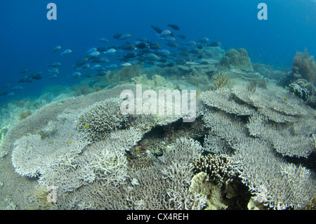 Eine flache harte Korallengarten mit mehreren Arten von Steinkorallen einschließlich Finger und Platte Korallen wie Porites SP. und A Stockfoto