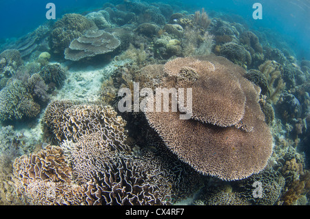 Eine flache harte Korallengarten mit mehreren Arten von Steinkorallen einschließlich Finger und Platte Korallen wie Porites sp. Stockfoto