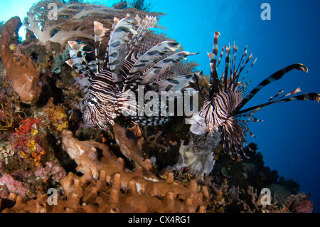 Zwei Rotfeuerfisch Pterois Volitans jagen kleinen Köderfischen, Nusa Tenggara, Indonesien, Komodo National Park, Pazifik Stockfoto