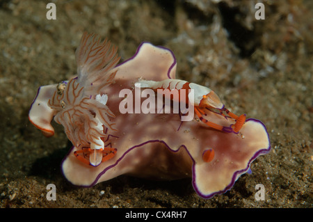 Zwei Kaiser Garnelen, Periclemenes Imperator, fangen Sie eine Fahrt auf einem Ceratasoma SP., Nacktschnecken, Bima Bay, Insel Sumbawa Stockfoto