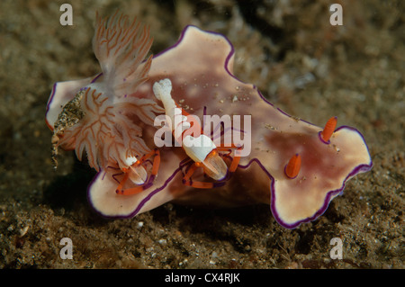 Zwei Kaiser Garnelen, Periclemenes Imperator, fangen Sie eine Fahrt auf einem Ceratasoma SP., Nacktschnecken, Bima Bay, Insel Sumbawa Stockfoto