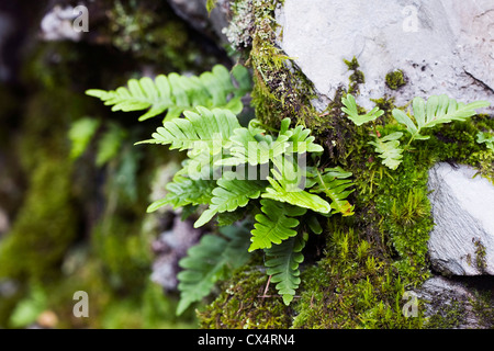 Farne und Moose wachsen in einer Trockensteinmauer im Lake District, UK Stockfoto