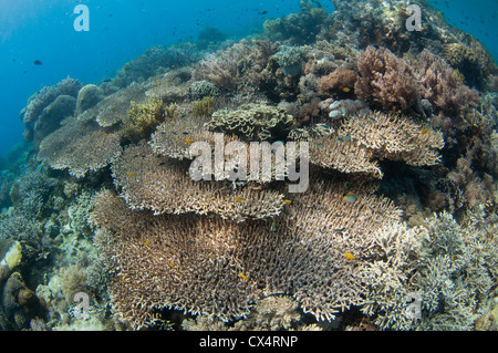 Eine flache harte Korallengarten mit mehreren Arten von Steinkorallen einschließlich Finger und Platte Korallen wie Porites sp. Stockfoto