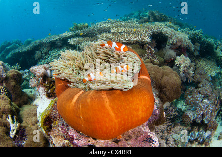 Eine herrliche Anemone, Heteractis Magnifica, in eine flache harte Korallengarten mit mehreren Arten von Steinkorallen Stockfoto