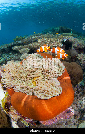 Eine herrliche Anemone, Heteractis Magnifica, in eine flache harte Korallengarten mit mehreren Arten von Steinkorallen Stockfoto