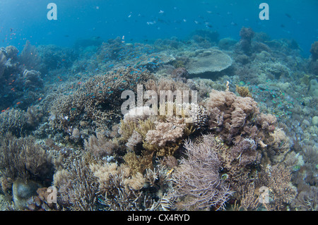 Eine flache harte Korallengarten mit mehreren Arten von Steinkorallen einschließlich Finger und Platte Korallen wie Porites sp. Stockfoto