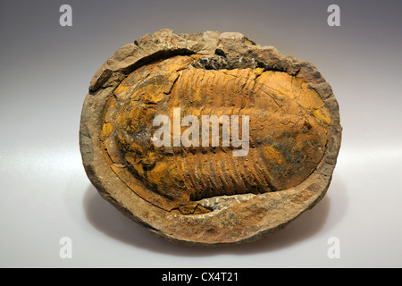 Trilobit Asaphus platyurus dramatisch gebogene Genaldornen, ausgestorbene Meeresbewohner 'Middle Ordovicium', ein Fossil aus Mejran, Marokko. Stockfoto