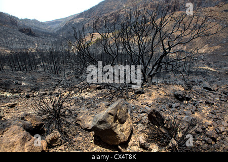 Schwarze Asche der Kanarischen Kiefer nach Waldbrand im Teide-Nationalpark im Sommer 2012 Stockfoto