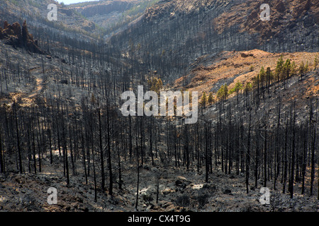 Schwarze Asche der Kanarischen Kiefer nach Waldbrand im Teide-Nationalpark im Sommer 2012 Stockfoto