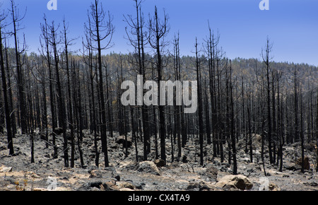 Schwarze Asche der Kanarischen Kiefer nach Waldbrand im Teide-Nationalpark im Sommer 2012 Stockfoto