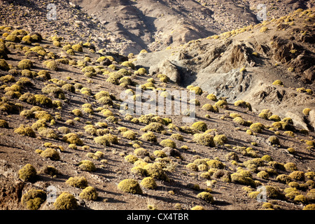 Atlasgebirge in Marokko. Stockfoto