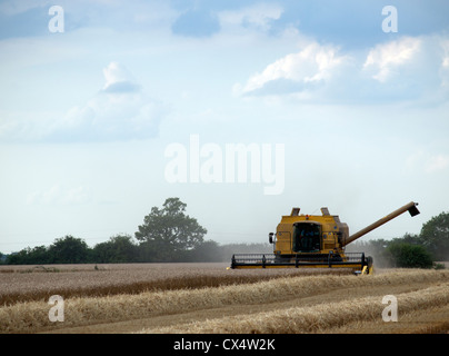 Ein Mähdrescher ist durch einen Landwirt durch ein Feld von Gerste in Suffolk, England angetrieben Stockfoto