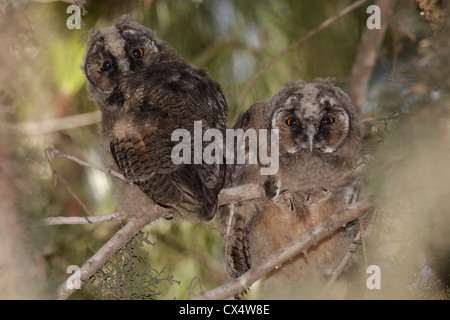 Juvenile Waldohreule (Asio Otus) im Baum. Stockfoto