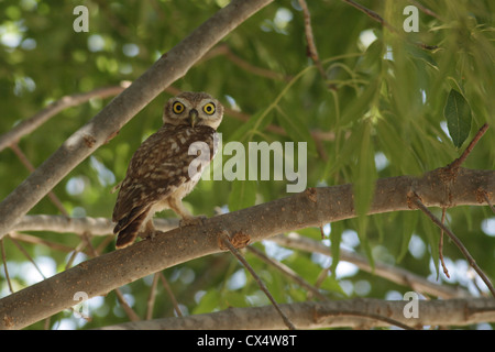 Der Steinkauz (Athene Noctua) in einem Baum erreicht diese kleine Eule bis zu 25 Zentimeter Länge fotografiert in Israel im Juli Stockfoto