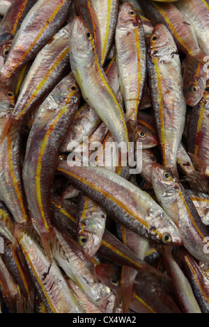 gestreifte Meerbarbe auf dem Display an einem Fischhändler fotografiert in Akko, Israel Stockfoto