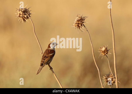 Männlicher Haussperling (Passer Domesticus) Israel Juli Stockfoto