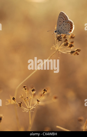 Weibliche gemeinsame Blue (Polyommatus Icarus) Butterfly Stockfoto