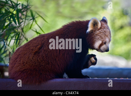 Roter Panda (Ailurus Fulgens) Stockfoto