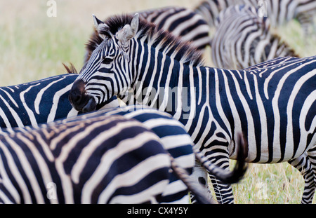 Amboseli Nationalpark Kenia Afrika Safari Zebra wild Reserve Amboseli Nahaufnahme von Mustern Stockfoto