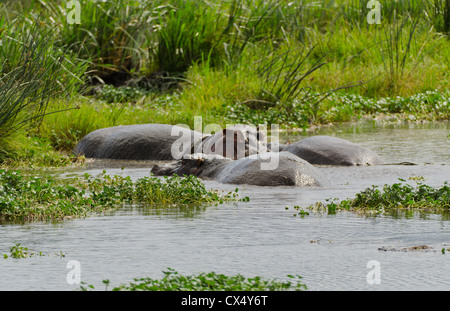 Amboseli Nationalpark Kenia Afrika Safari Flusspferde wild Reserve Amboseli Nilpferd Stockfoto