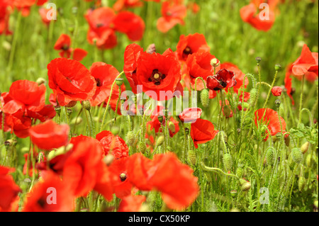 Ein Bereich der leuchtend rote Mohnblumen in Sussex Stockfoto