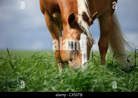 Haflinger Stockfoto