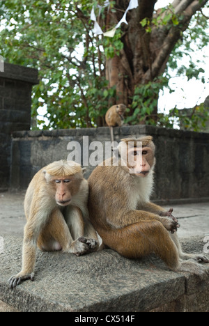 Wilde Affen in Höhle Tempel von Dambulla, Sri Lanka Stockfoto