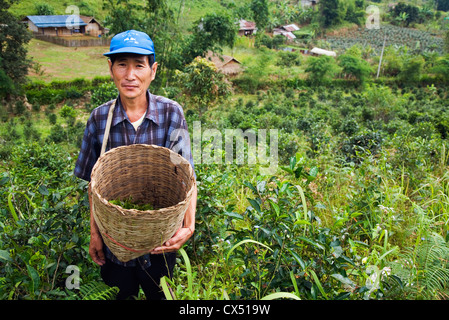 Ein Mann erntet Teeblätter von hand am Mae Aw, Mae Hong Son, Thailand Stockfoto