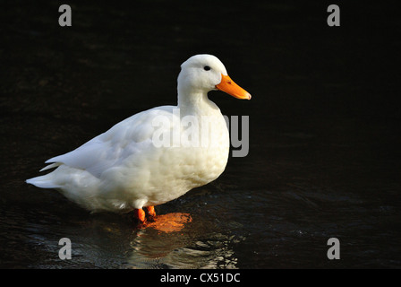 Eine einzelne weiße Ente steht allein im flachen Wasser, im Profil betrachtet Stockfoto